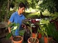 Agricultura periurbana (Costa Rica) - TvAgro por Juan Gonzalo Angel