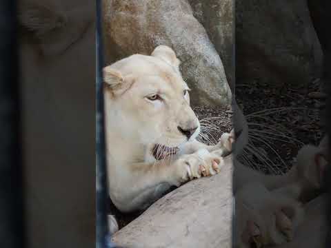 祝冠👑(53)ホワイトライオン・しろじし・白獅子・リズムちゃん・沖縄こどもの国・・・White_Lion・Okinawa Zoo & Museum(20260112)