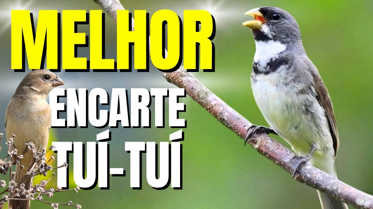 🟢 MELHOR CANTO TUI TUI PARA ENCARTE DE COLEIRO🟢🟢ÁUDIO COM FÊMEA - TURBINE SEU COLEIRO 🟢