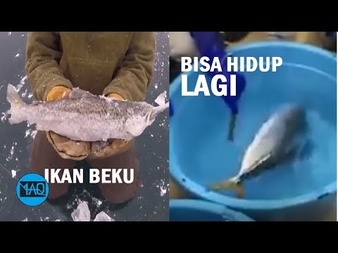Video: Apakah ikan segar pernah dibekukan?