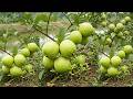 🍐Guava Planting from Fruit | Get Abundant Harvest in Months