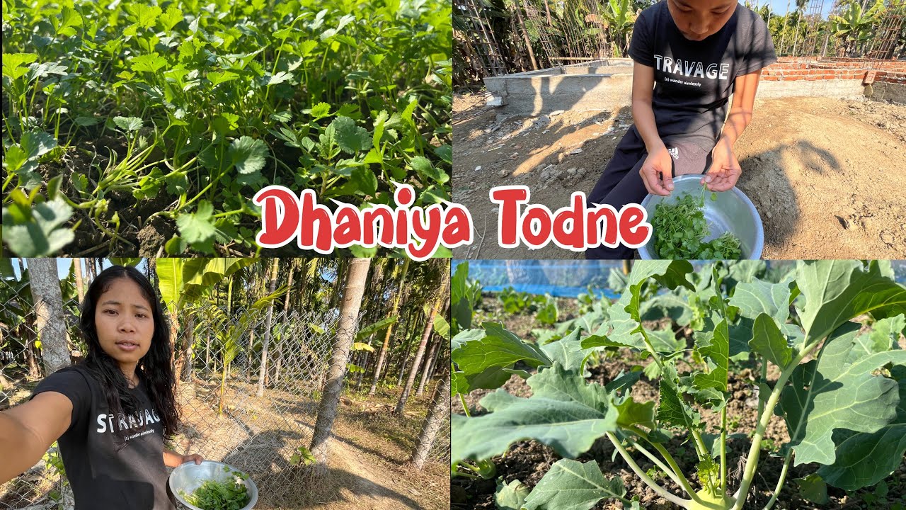 Khet Se Dhaniya Todke Laya 