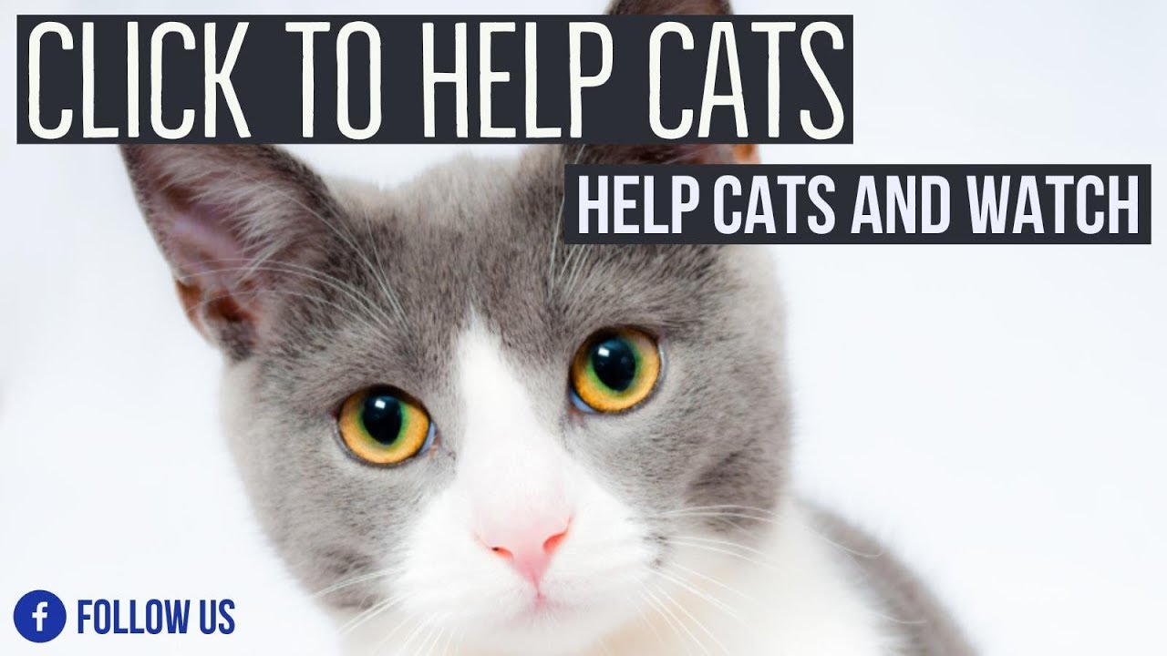 CLICK TO HELP - HELP CATS WITH YOUR CLICK 
