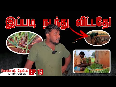 இப்படி நடந்து விட்டதே! என் தோட்டம் | How to Grow Onions EP 13 | My Garden | Pavaneesan Garden