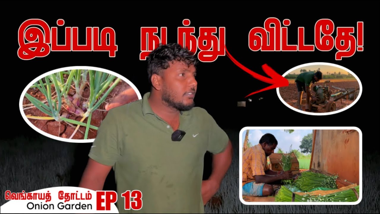 இப்படி நடந்து விட்டதே! என் தோட்டம் | How to Grow Onions EP 13 | My Garden | Pavaneesan Garden