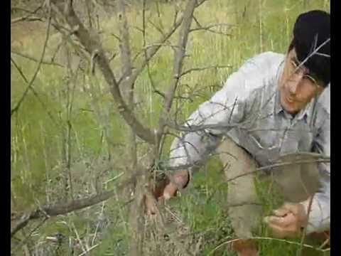 Video: Marsh marigold: bitkinin təsviri və xüsusiyyətləri. Marigold çiçək açanda