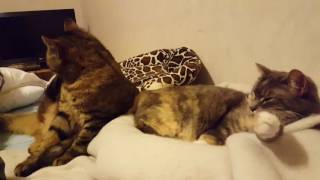 Cuddle Time