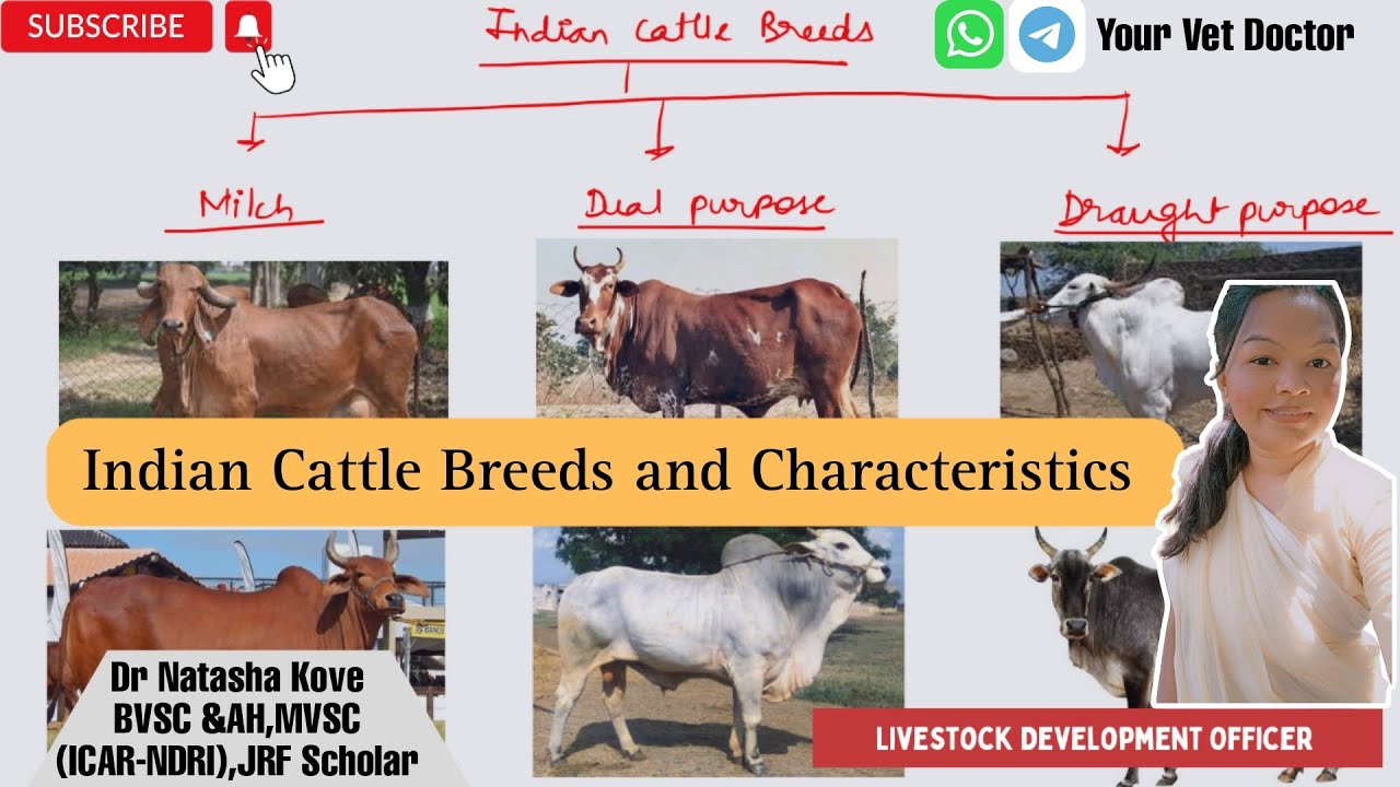 Indian Cattle Breeds and Characteristics| Cattle Breeds in India - YouTube
