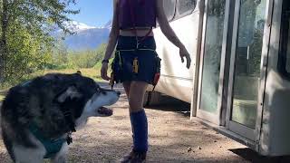 Puppy Bus Manners