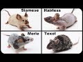 Meet My New Fancy Pet Mice - Hairless Mouse, Siamese, Merle, Texel Mice - Mousetrap Monday