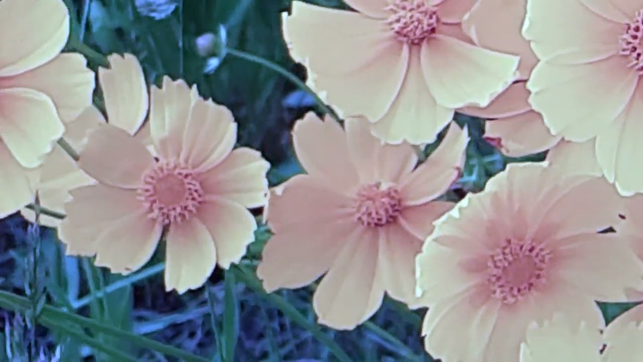 Watch flower fields on YouTube Watch flower fields on YouTube