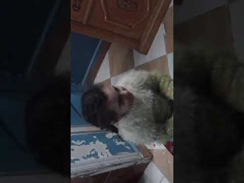 بس وشوف العيال عمله اه