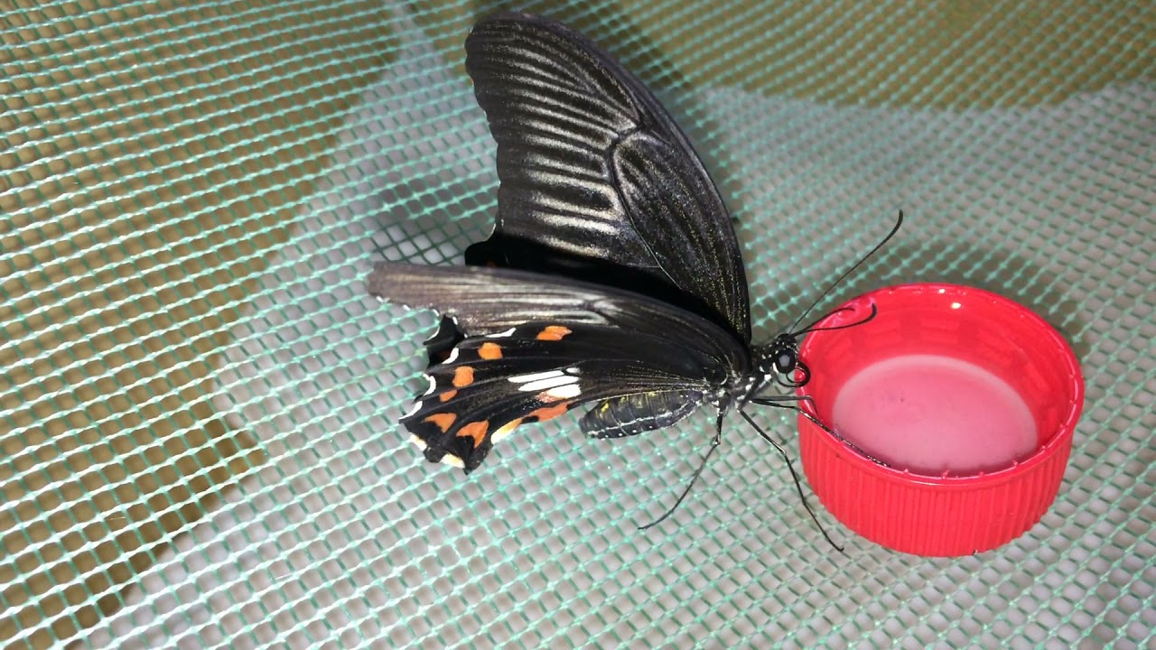 Бабочка Парусник Полит (Papilio polytes)
