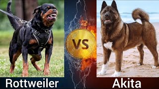 Rottweiler VS Akita | Who is more Powerful ?