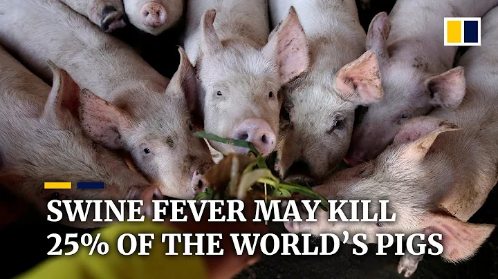 Swine fever could kill 25% of the world’s pigs, scientists say - DayDayNews