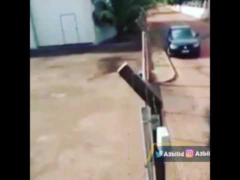 غباء الذكاء