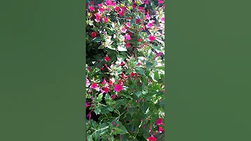 МИРАБИЛИС или ЗОРЬКА 🌺 Как же мне нравится этот неприхотливый цветок Многолетник @смаринойгусаковой