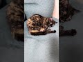 Cute cat #cat #kitten #adoreble #cute #adorably #cutecat #kitty