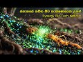 නිදා සිටින මුල් අවදි කරන ජපන් තාක්ෂණය