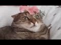 Funny Cats Compilation 😸 Fails and Funny Moments #1