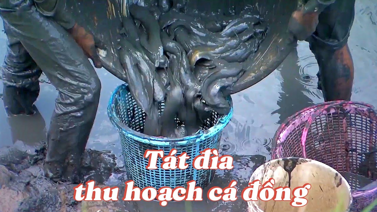 Rốn cá miền Tây ngày ấy và bây giờ