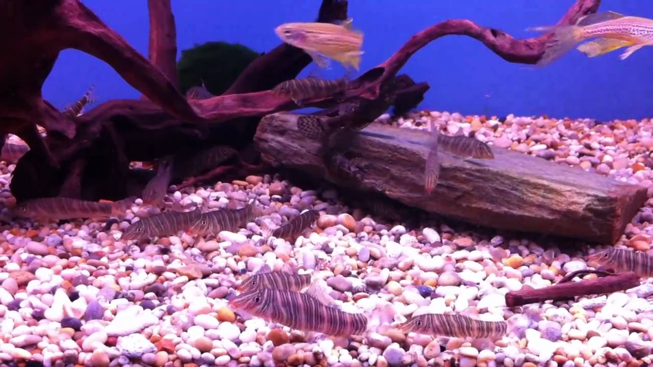 knowledge base Zebra Loach @ Sweet Knowle Aquatics