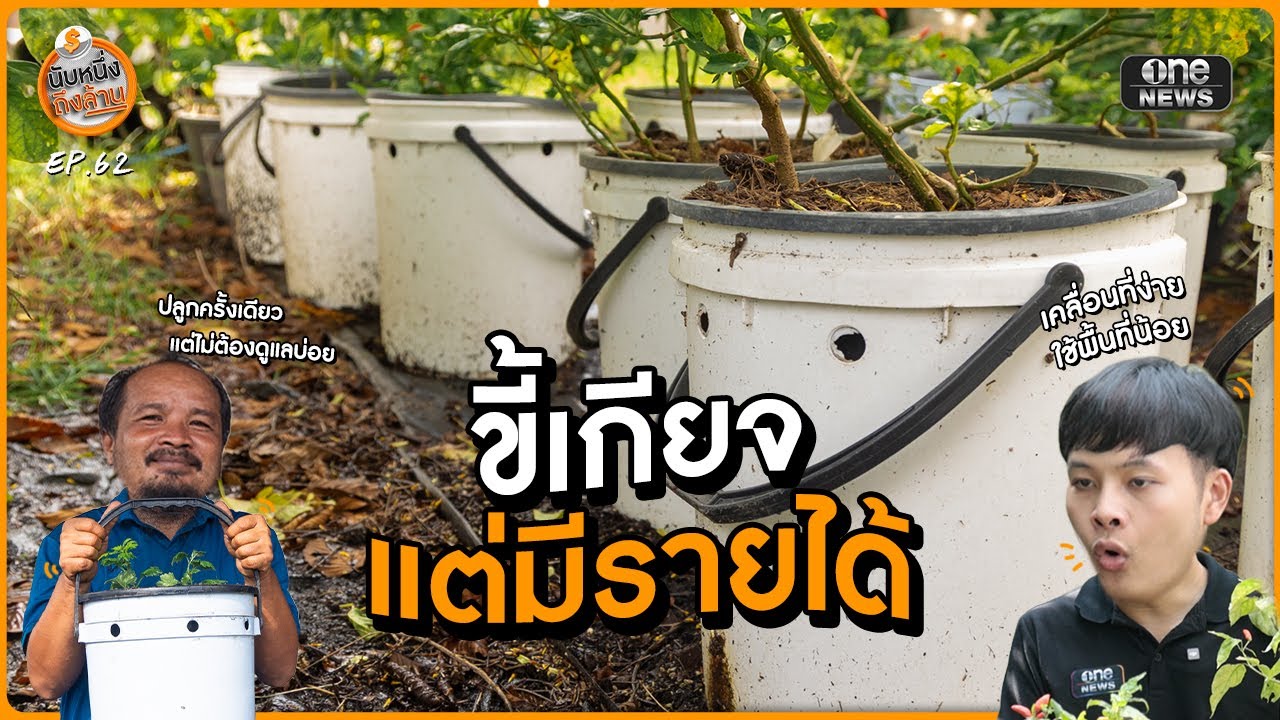 ปลูกต้นแบบขี้เกียจ รดน้ำอาทิตย์ละครั้ง แต่สร้างรายได้ | นับหนึ่งถึงล้าน | สำนักข่าววันนิวส์
