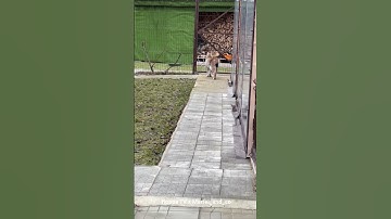 Lynx Marsel & Marusya and Floppa Yumi and Sogga Kira