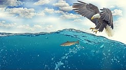 List of Birds - Name of Birds - Learn Easy English Words