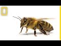 How do honeybees get their jobs  national geographic