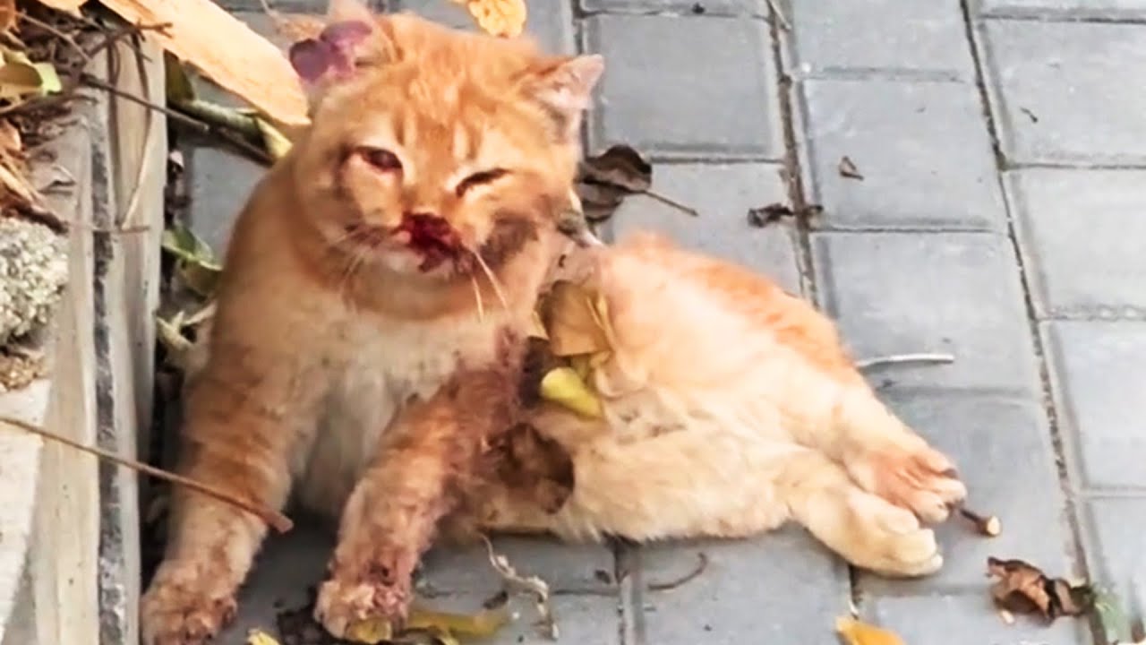 Outline Video This Bleeding stray cat is dying, but its eyes are full of Desire for Life!