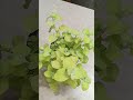 How to care for Lemon Licorice growth guide #plant #gardening #plants #outdoors #spring #garden