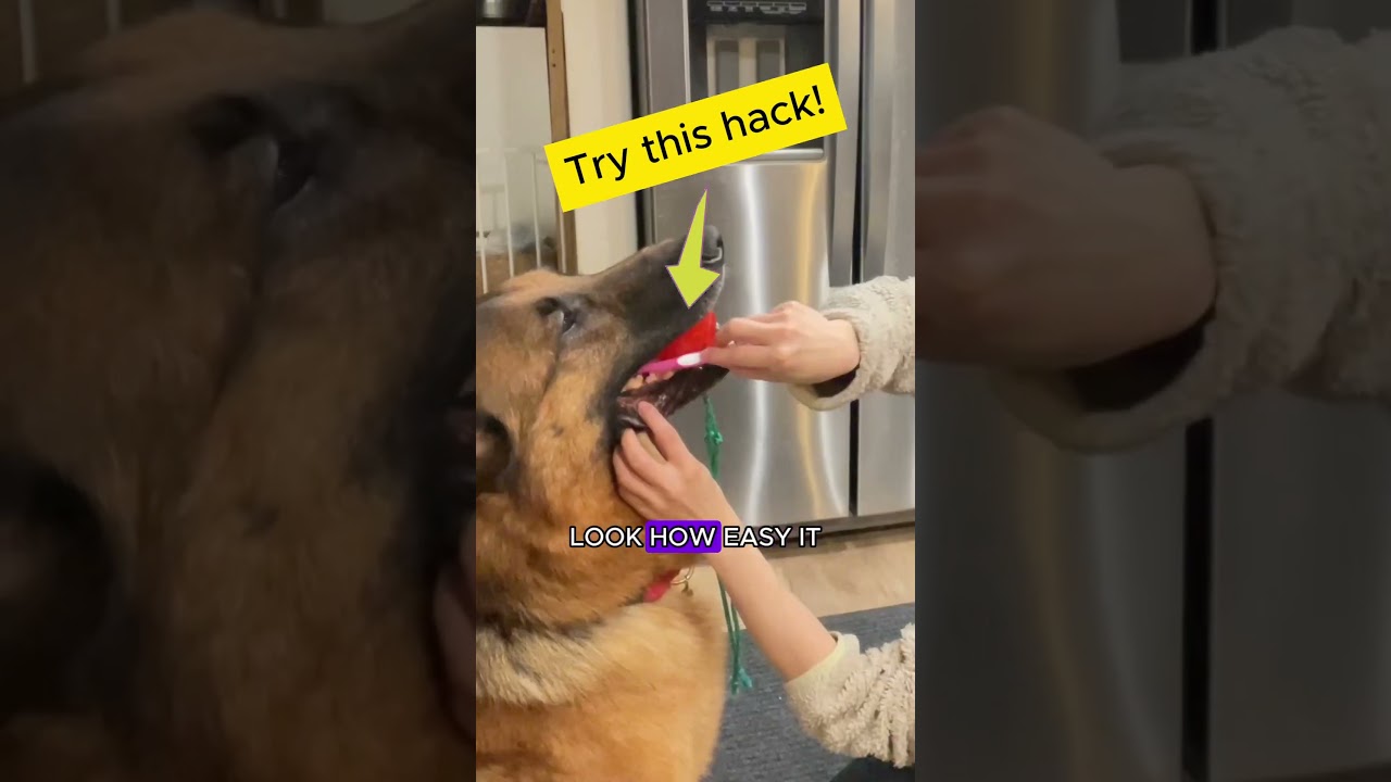 How to Brush Dog’s Teeth (EASY TIPS)  #shorts #doghacks #dogteeth
