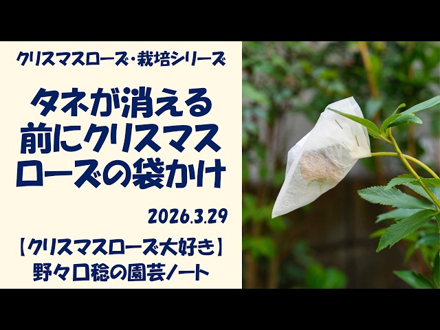 March 29, 2026: Bagging Christmas roses before the seeds disappear
