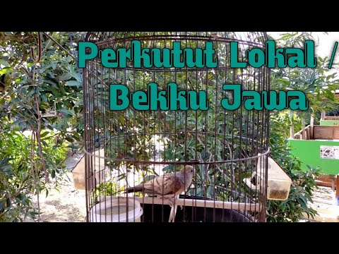 Burung perkutut lokal (bekku jawa) 