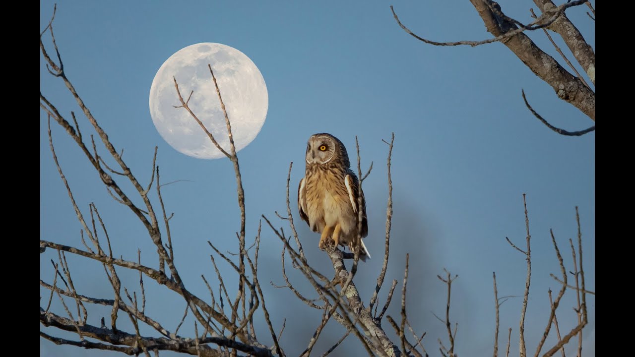 Awesome and Delightful Wildlife Photography by Debs Creative Images - Best of 2020