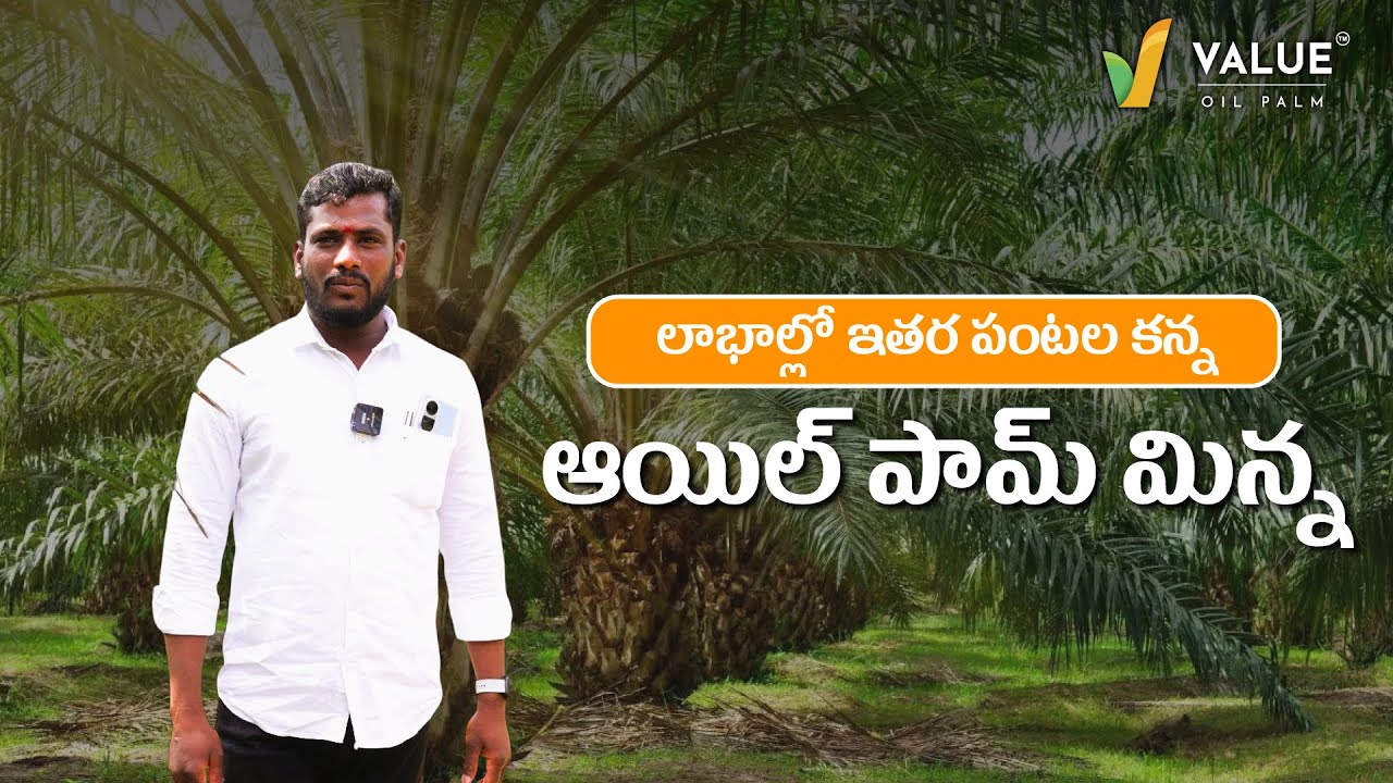 Farmer Success with Oil Palm Cultivation | Value Oil Palm