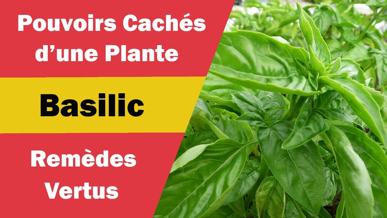 Basilic : Bienfaits Magiques et Utilisations Multiples ! - YouTube