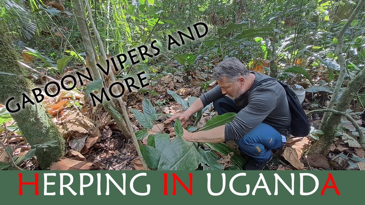 Herping in Uganda, August 2023 [4K]