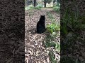 後ろ姿がかわいい黒猫ちゃんとお昼寝中の靴下猫ちゃん😸🐈#shorts