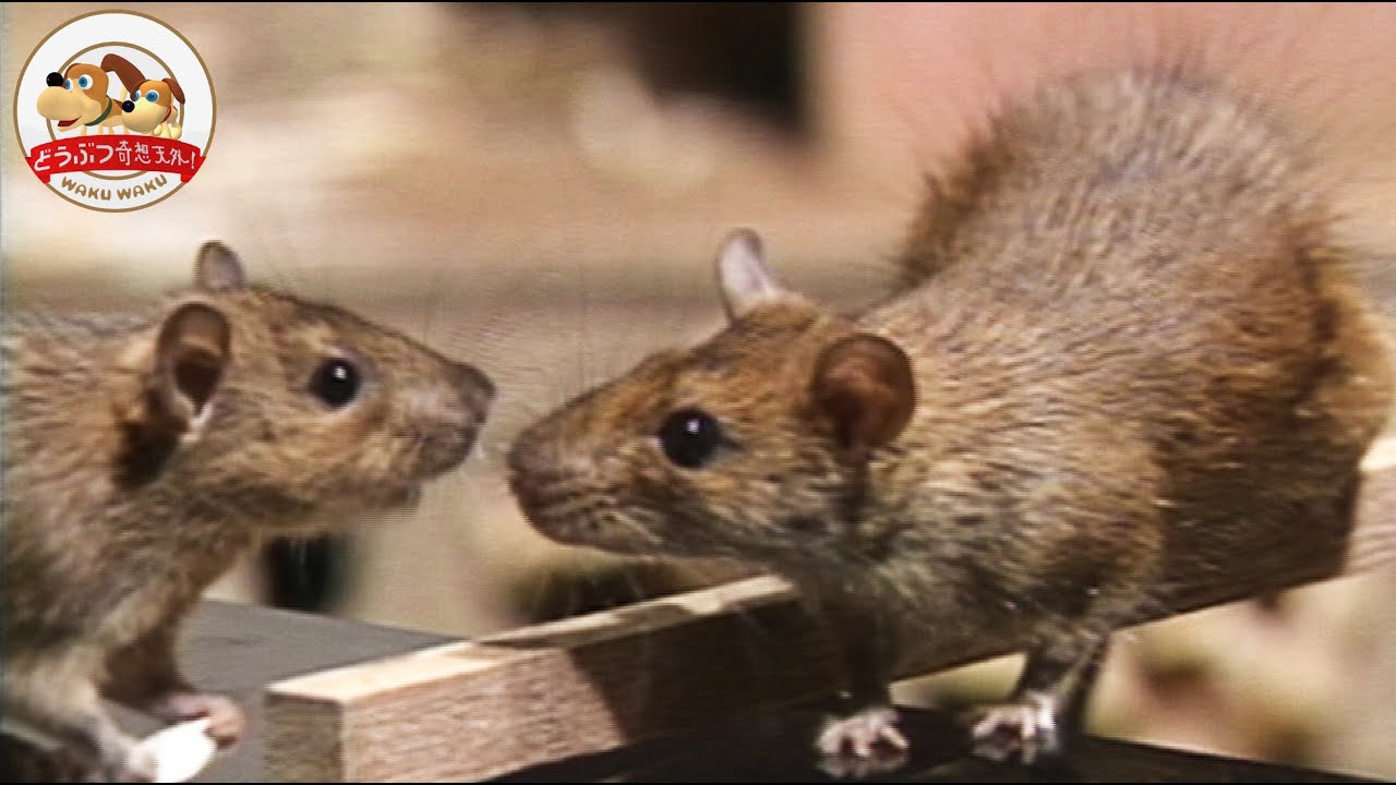 【検証】家やビルに住みつく厄介者!? クマネズミの身体能力と前歯の力が凄すぎた【どうぶつ奇想天外／WAKUWAKU】