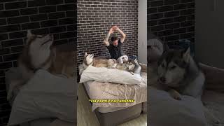 Nunca Diga Essas Coisas Antes De Ter Um Pet