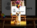 1人目の登録者が来たと思ったら... 🐶#shorts #youtubeshorts #登録者 #登録者カウント #subscribe #subscribercount #犬 #dog