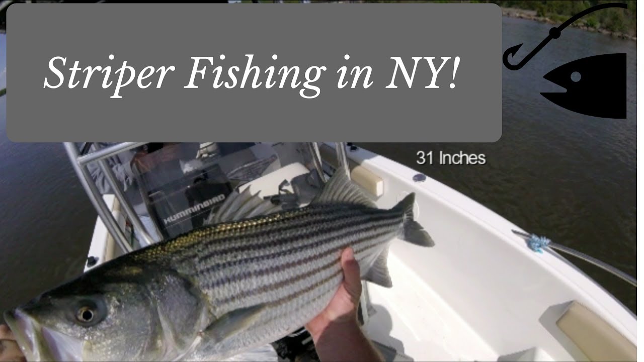 Striper Fishing in Red Hook, NY YouTube