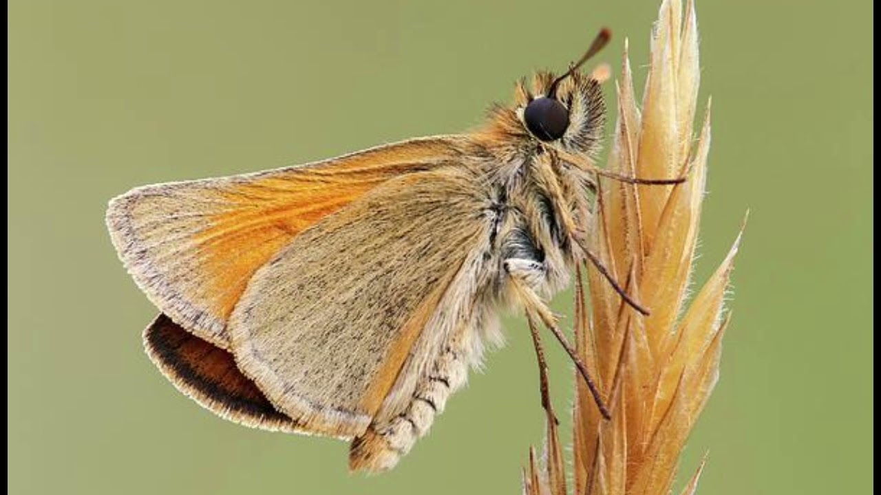 The song that plays when you encounter a small skipper butterfly 