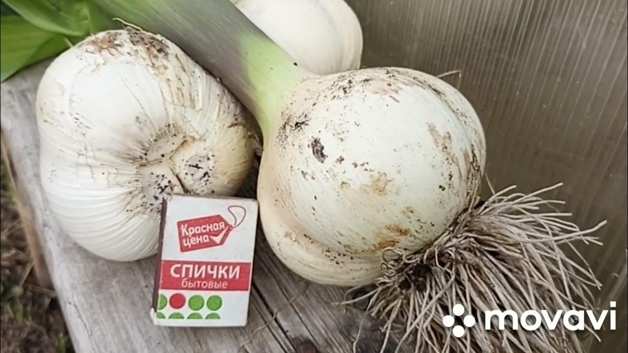 НАШ ЧЕСНОК МЕДВЕЖИЙ КОГОТЬ 2023 Г // ВАЦАП ДЛЯ ЗАКАЗА ЧЕСНОКА 8-915-245 ...