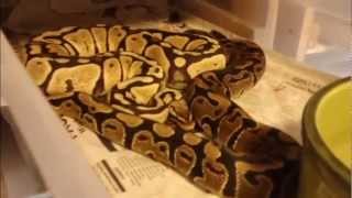 Power Ball Pythons' Snake Collection - Part I
