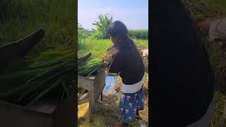 simple rice thresher machine as a tool for village farmers #shorts