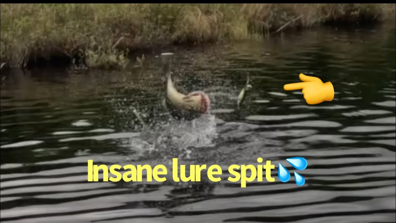 Bass fishing 2024 insane lure spit !!