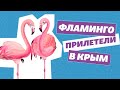 Фламинго в Крыму: экзотические гости возле Межводного